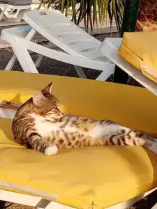 Justiniano Club Alanya - 57