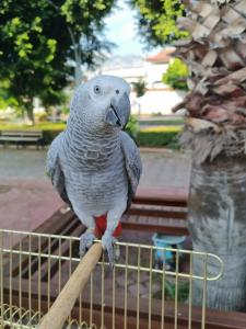 Orange County Kemer - 45