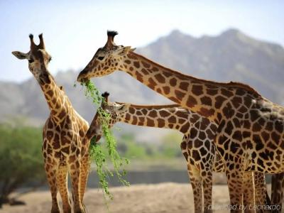 Mercure Grand Jebel Hafeet - 17