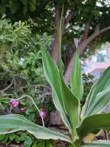 Fairmont Fujairah Beach Resort - 82