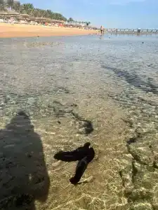 The Grand Sharm El Sheikh - 19