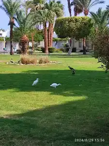 Shams Safaga Resort - 29