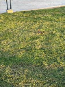 Pickalbatros Aqua Park Sharm El Sheikh - 93