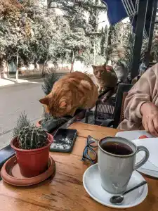 Nizam Butik Otel Büyükada - 39