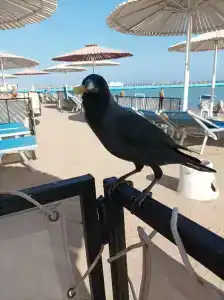 Amarina Abu Soma Resort & Aquapark - 59