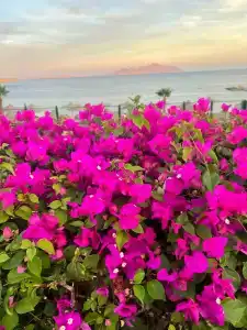 Royal Savoy Sharm El Sheikh - 5