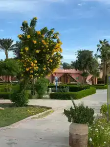 Paradise Abu Soma Resort - 45