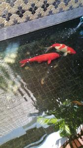 Am Samui Palace - 16