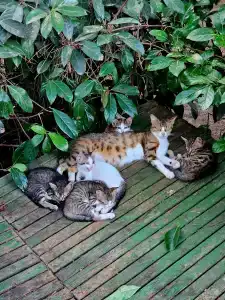 Cornelia Diamond Golf Resort & Spa - 39