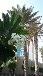 Sharjah Carlton - 95