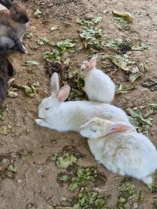 Armas Green Fugla Beach - 40