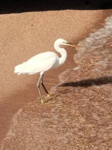 Savoy Sharm El Sheikh - 26