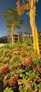 Ivy Cyrene Sharm Resort Adults Friendly Plus 13 - 41