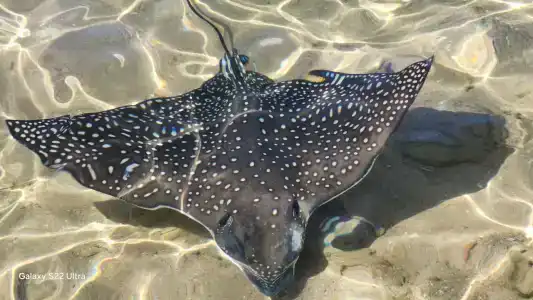 Reef Oasis Blue Bay Resort & Spa - 93