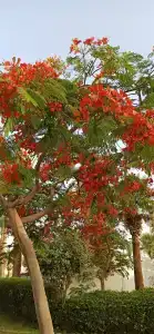 Fayrouz Resort - 44