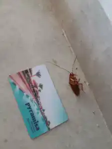 Pyramisa Beach Resort Sharm El Sheikh - 69