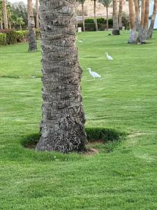 Park Regency Sharm El Sheikh Resort - 73