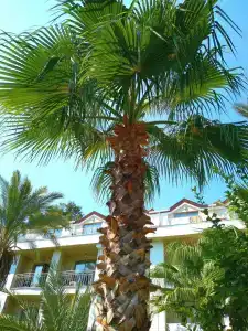 Tu Casa Gelidonya - 31