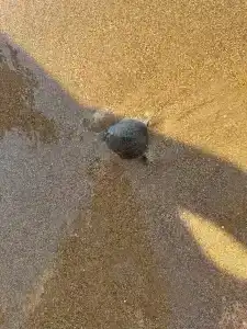 Adalya Art Side - All Inclusive - 66