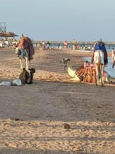 Sea Beach Aqua Park Resort - 17