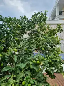 Amara Premier Palace - 63