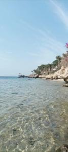 Grand Rotana Resort & Spa - 92