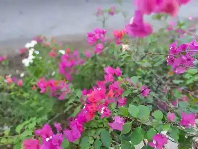 Paradise Abu Soma Resort - 29