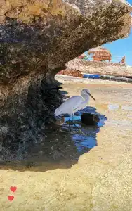 Sunrise Remal Resort - 34