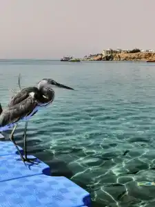 Novotel Sharm El-Sheikh - 30