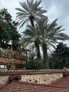 Dogan - 23