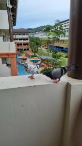 Kata Sea Breeze Resort - SHA Plus - 33