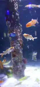 Paradise Abu Soma Resort - 22