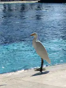Monte Carlo Sharm Resort & Spa - 16