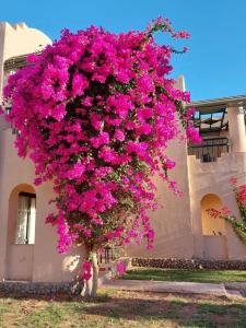 Ali Baba Palace -Families and Couples Only- - 36