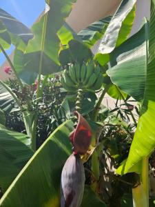 The Grand Blue Sky International - All Inclusive - 86