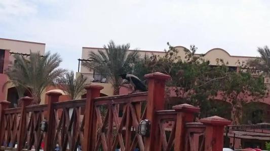 Jaz Makadi Saraya Palms - 82