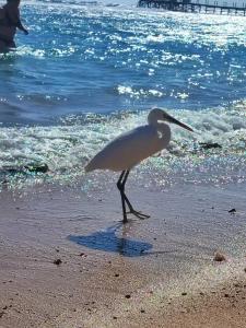 Rehana Royal Beach Resort - Aquapark & Spa - Family & Couples Only - 28