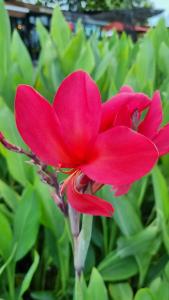 Ravindra Beach Resort & Spa - SHA Extra Plus - 84