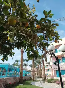 Le Pacha Resort - 64