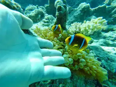 Dreams Vacation Resort - Sharm El Sheikh - 83
