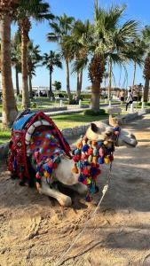 Meraki Resort - Adults Only - 36