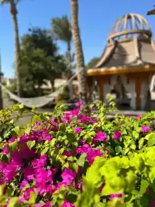 Parrotel Beach Resort - 11