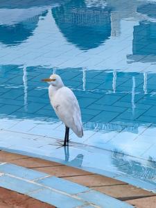 Pickalbatros Royal Grand Sharm - Adults Friendly 16 Years Plus - 21