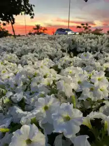 Beach Rotana Residences - 37