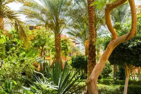 Jaz Makadi Saraya Palms - 79