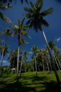 Coconut Beach Resort - 62