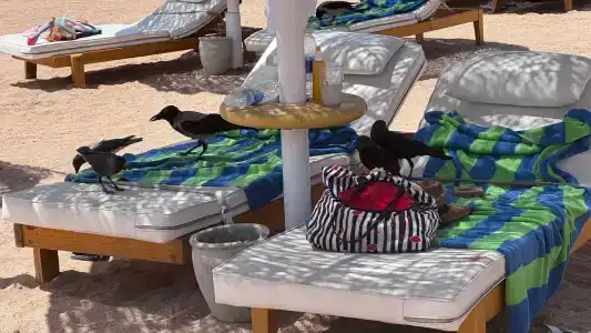 Baron Palms Adults Friendly Only 16 years plus Boutique Style - 70