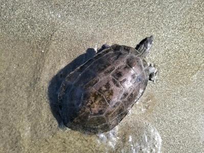 Palm Wings Ephesus Beach Resort - Ultra All Inclusive - 35