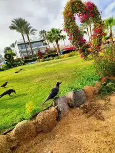 Safir Sharm Waterfalls Resort - 37