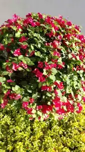 Sunrise Montemare Resort -Grand Select - 97